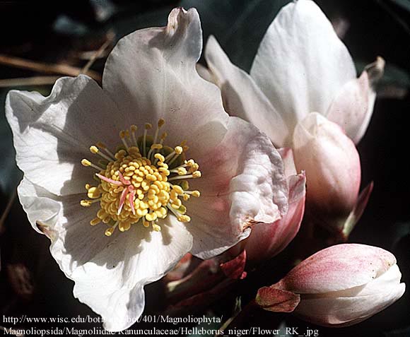 Helleborus sp. - kukurijek