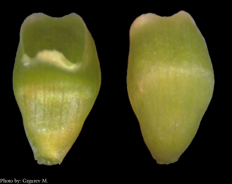 Helleborus sp - nektarij staminodalnog porijekla cjevasta oblika