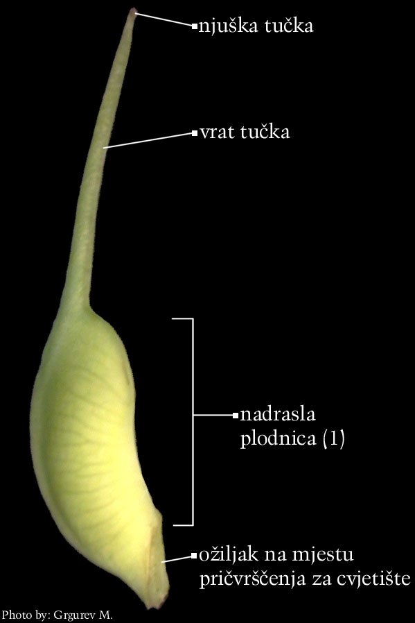 Helleborus sp - plodni list