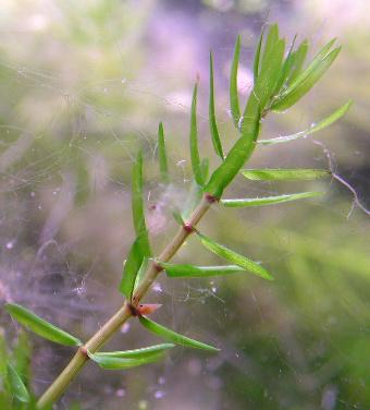 Helodea canadensis Rich. - kanadska vodena kuga