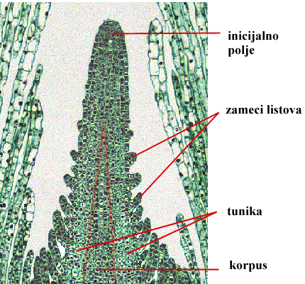 Helodea sp. - vegetacijski vrak izdanka