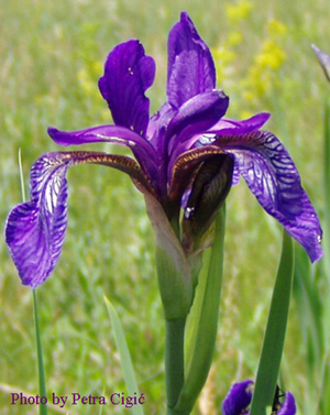 Iris sp.