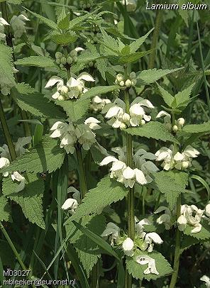 Lamium album L. - bijela mrtva kopriva