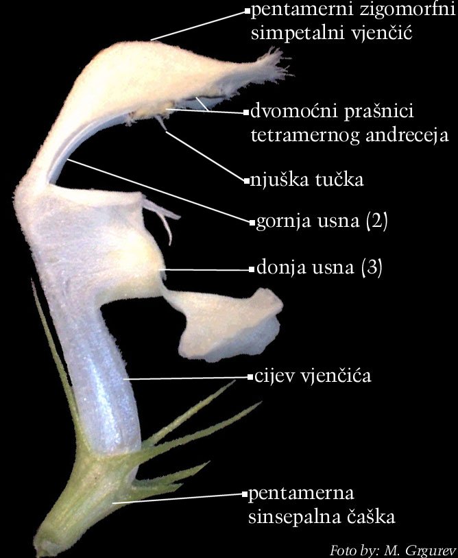 Lamium album L. - cvijet sa strane