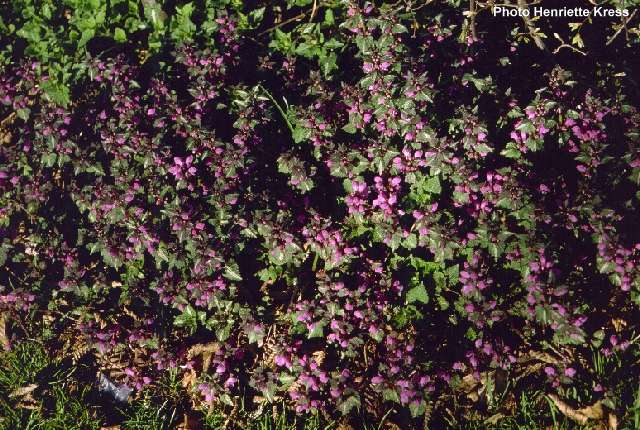 Lamium maculatum L. - mala mrtva kopriva