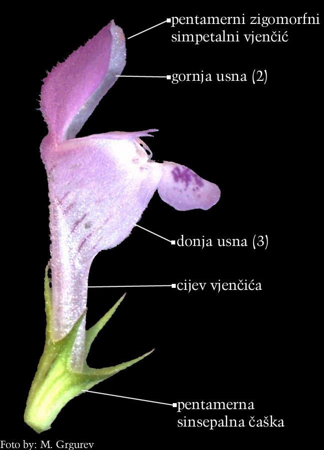 Lamium maculatum L. - cvijet sa strane