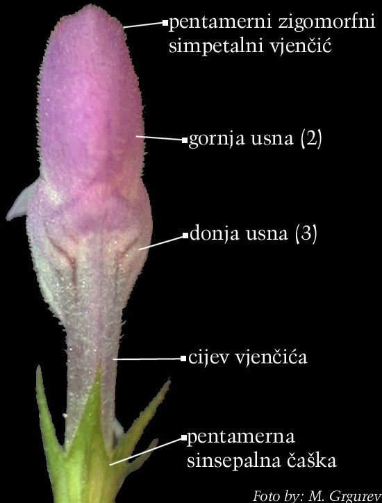 Lamium maculatum L. - cvijet straga
