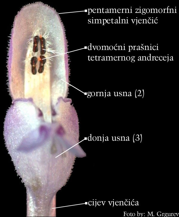 Lamium maculatum L. - cvijet sprijeda