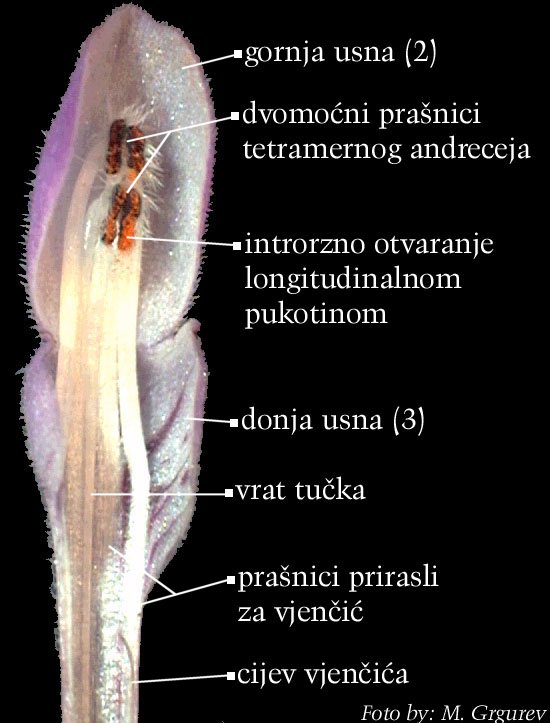 Lamium maculatum L. - sprijeda otvoreni cvijet
