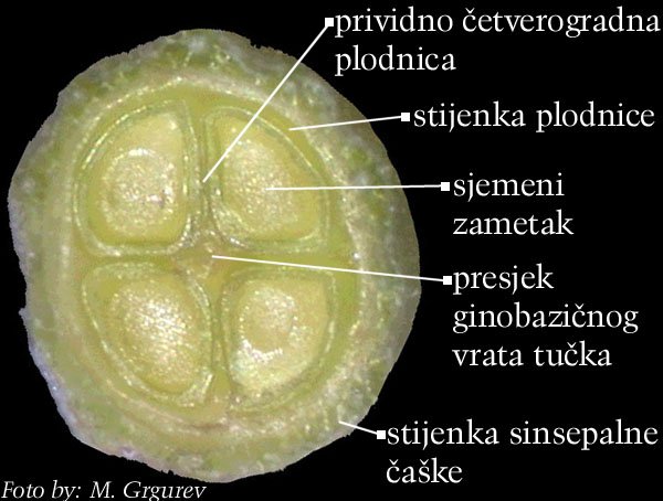 Lamium maculatum L. - popreni presjek plodnice