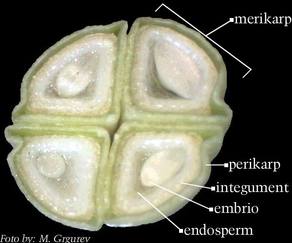 Lamium maculatum L. - popreni presjek ploda