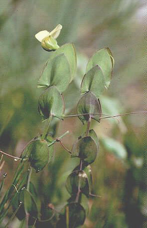 Lathyrus aphaca L. vitiasta graholika