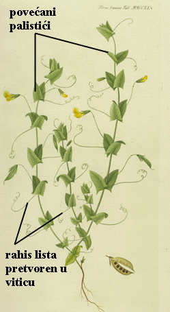 Lathyrus aphaca L. - habitus - list vitica