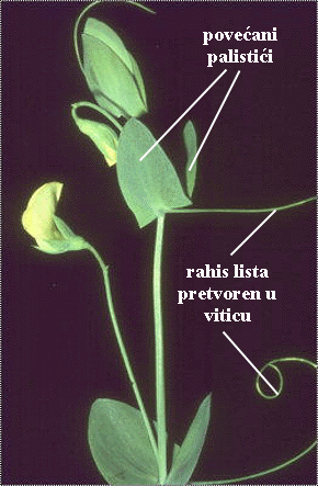 Lathyrus aphaca L. - list vitica