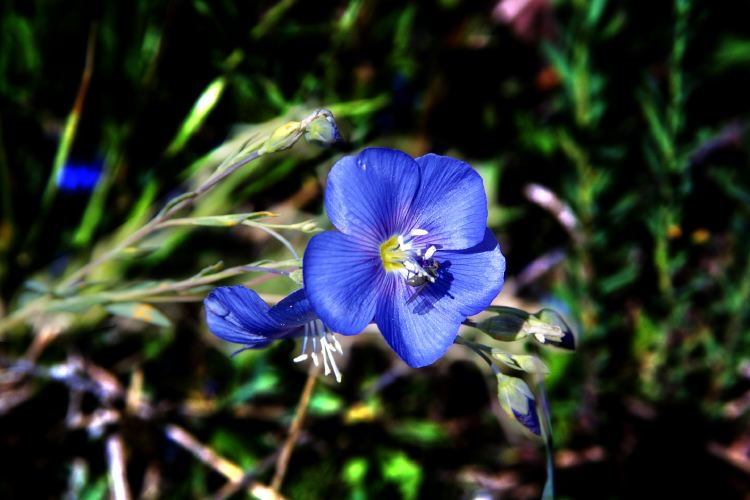 Linum sp. - lan