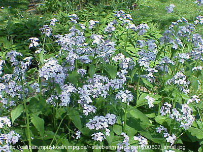 Lunaria rediviva L. - srebrenka