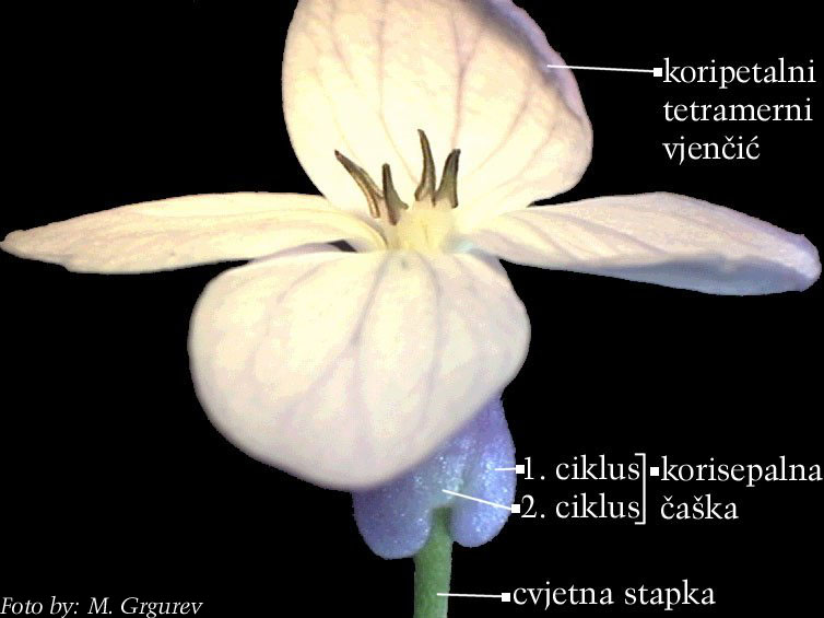 Lunaria rediviva L. - cvijet sa strane
