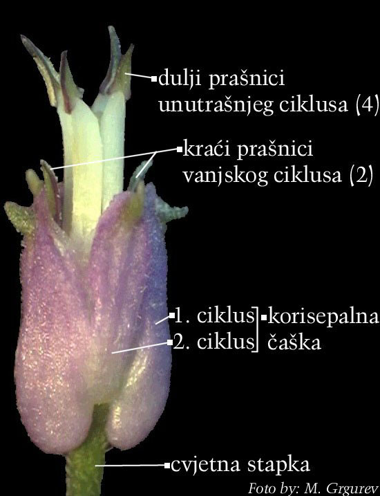 Lunaria rediviva L. - cvijet s uklonjenim vjeniem