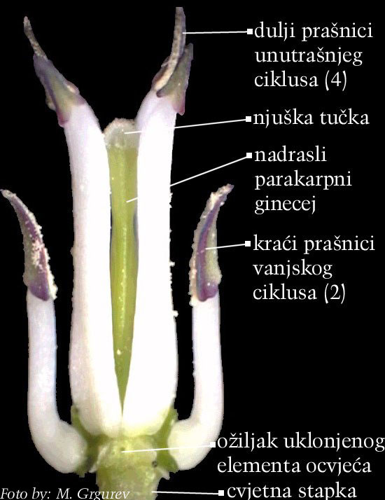 Lunaria rediviva L. - cvijet s potpuno uklonjenim ocvjeem