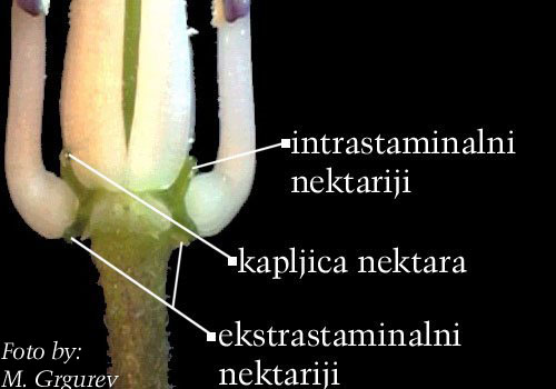 Lunaria rediviva L. - nektariji