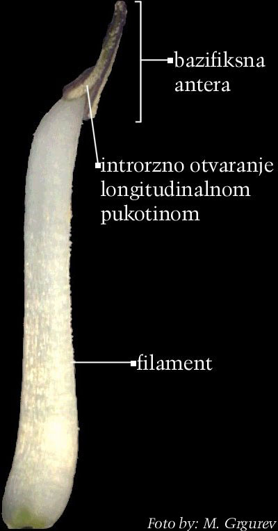 Lunaria rediviva L. - pranik