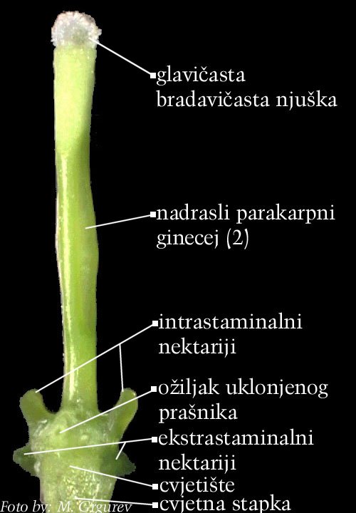 Lunaria rediviva L. - ginecej