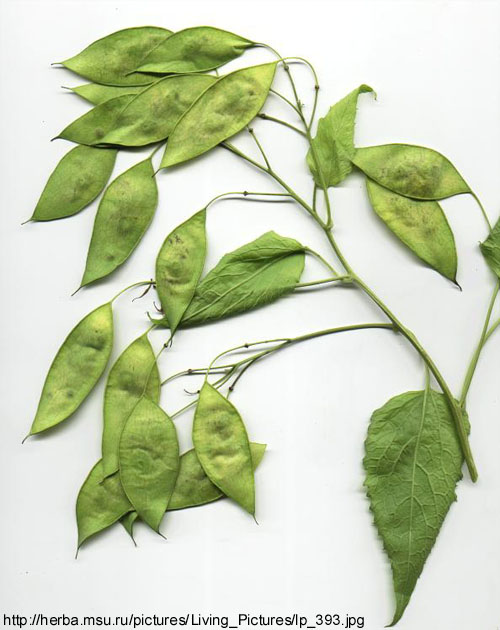 Lunaria rediviva L. - plod-komuka