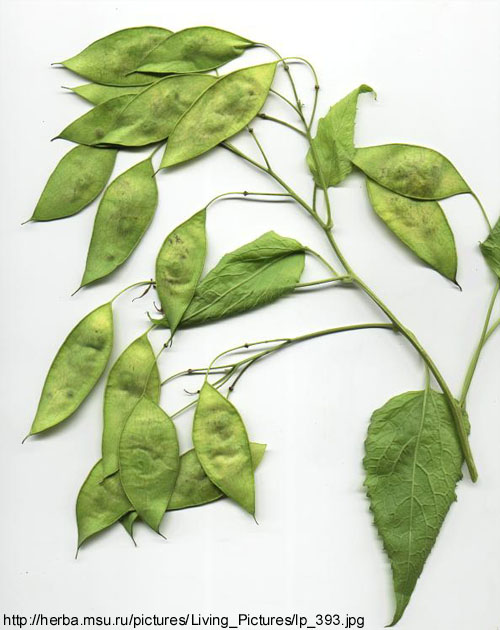 Lunaria rediviva L. - plod-komuka