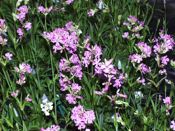 Lychnis viscaria L. - lepica