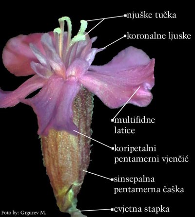 Lychnis viscaria L. - cvijet