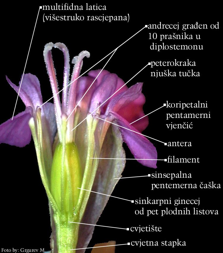 Lychnis viscaria L. - uzduno otvoreni cvijet