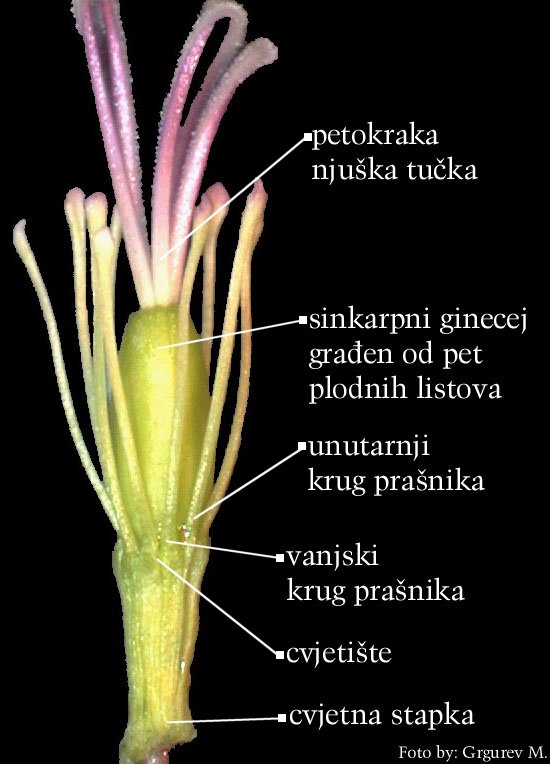 Lychnis viscaria L. - cvijet s uklonjenom akom i vjeniem