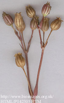 Lychnis viscaria L. - plod tobolac