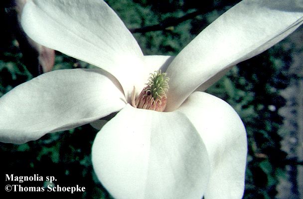 Magnolia sp. - magnolija