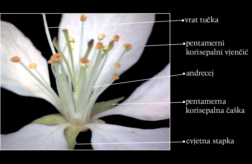 Malus sp. - cvijet