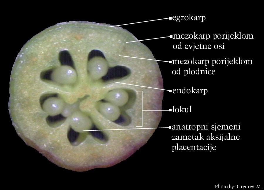 Malus sp. - popreni presjek plodnice i hipantiuma