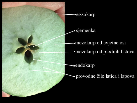 Malus sp. - popreni presjek ploda