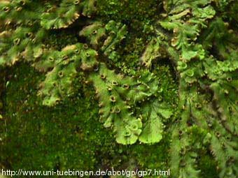 Marchantia_sp. - jetrenjarka