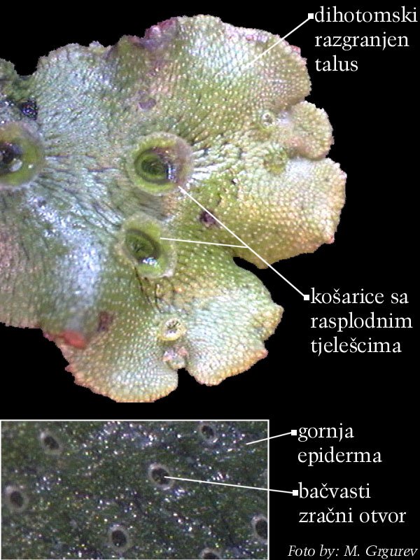 Marchantia_sp. - jetrenjarka