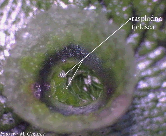 Marchantia_sp. - rasplodna koarica s rasplodnim tjelecima