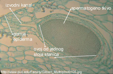 Marchantia_sp. - jetrenjarka