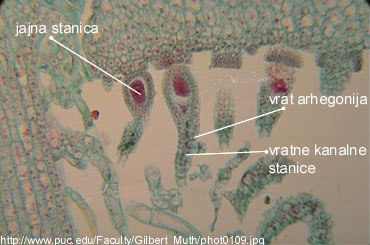 Marchantia sp. - uzduni prerez gornje ploe enskog nosioca