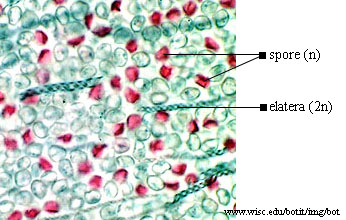 Marchantia sp. - uveani sporogon sa sporama i elaterama