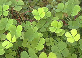 Marsilea quadrifolia L. - etverolisna raznorotka