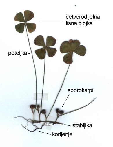 Marsilea quadrifolia L. - habitus