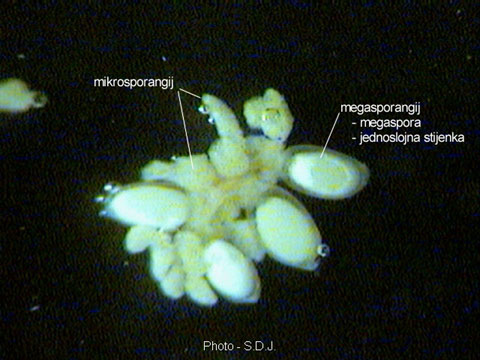 Marsilea quadrifolia L. -  dio sorusa