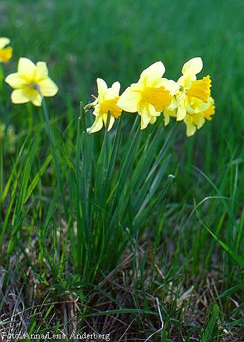 Narcissus pseudonarcisus L. - uti sunovrat