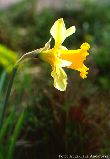 Narcissus pseudonarcissus L. - cvijet