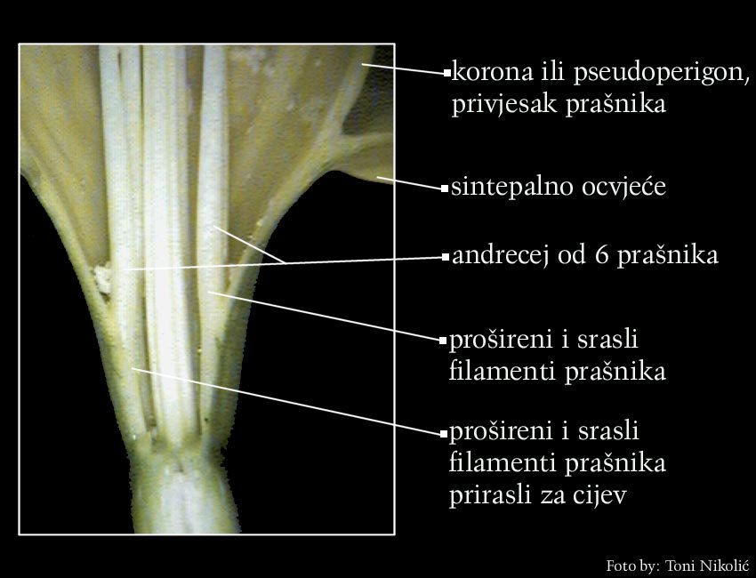 Narcissus pseudonarcissus L. - otvoreni vjeni