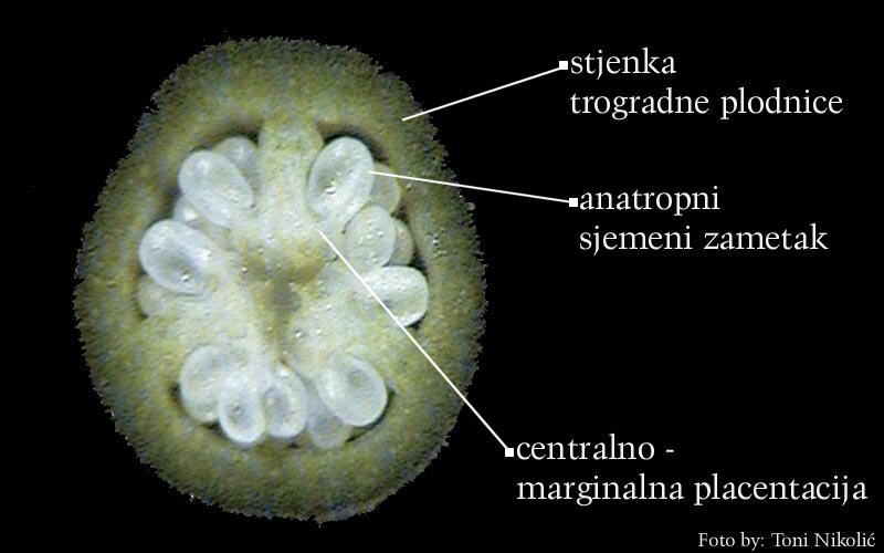 Narcissus pseudonarcissus L. - popreni presjek plodnice